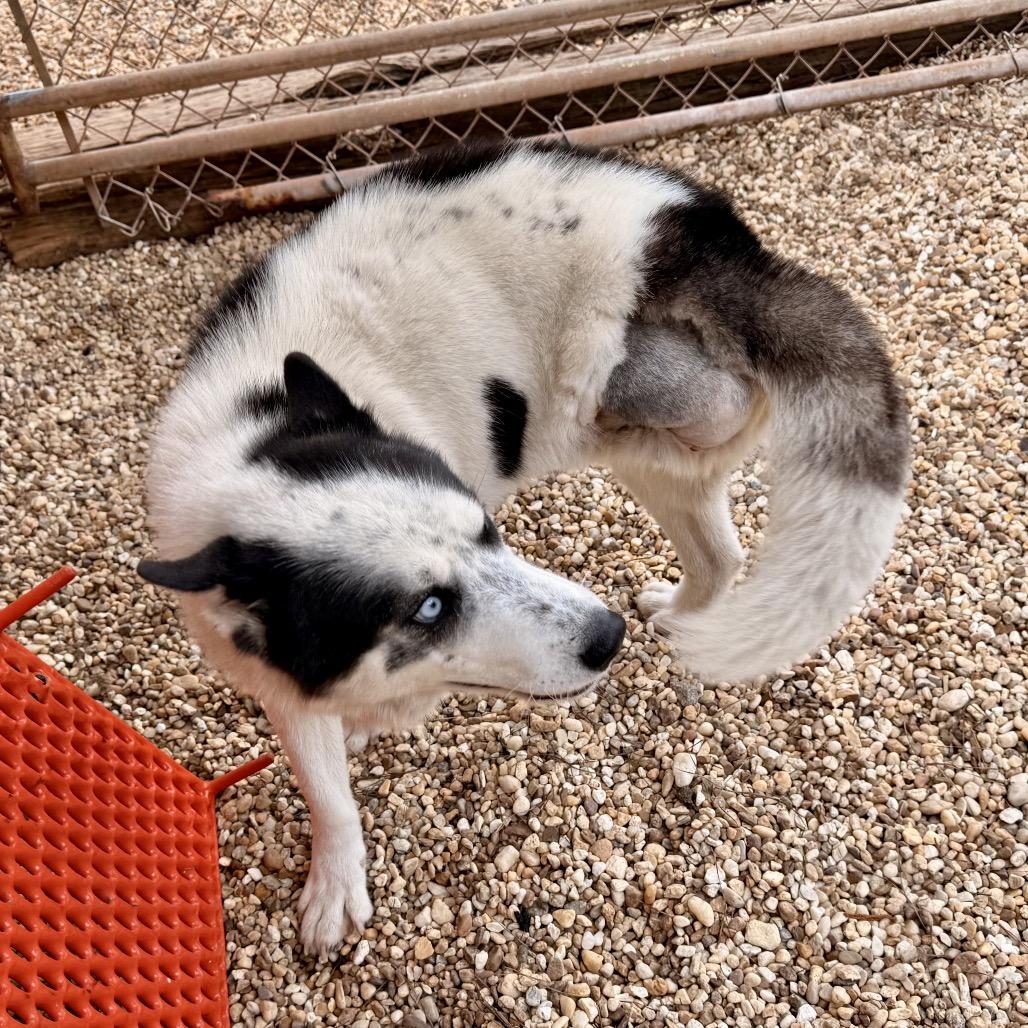 Enlarge Lyzse, a Adoptable Husky in Opelika, AL image 6/6