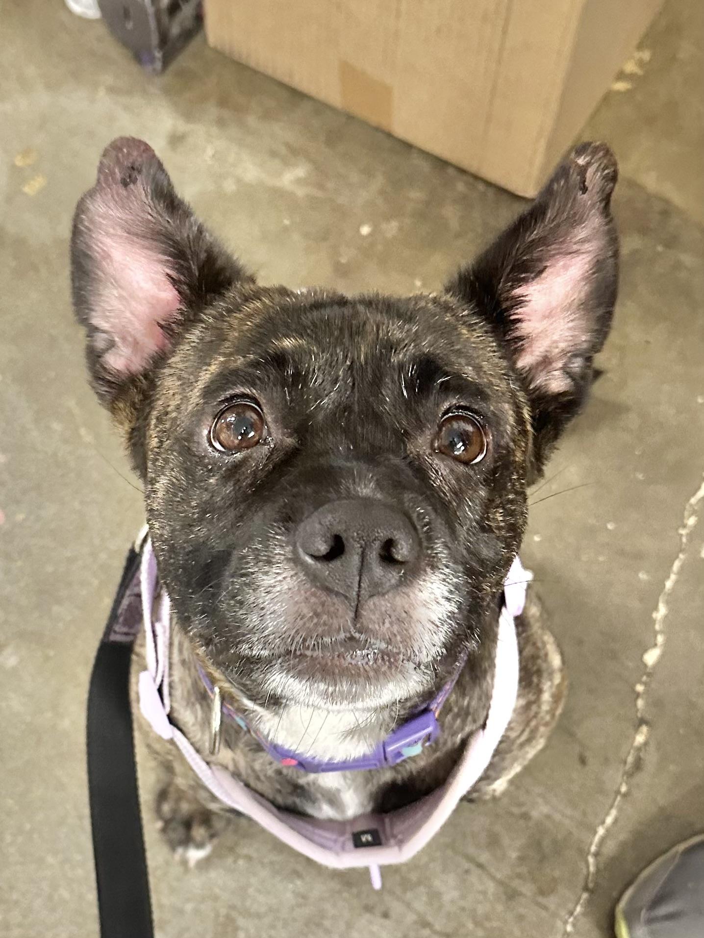 Ditalina, a Adoptable Staffordshire Bull Terrier in Riverside, CA image 2/3