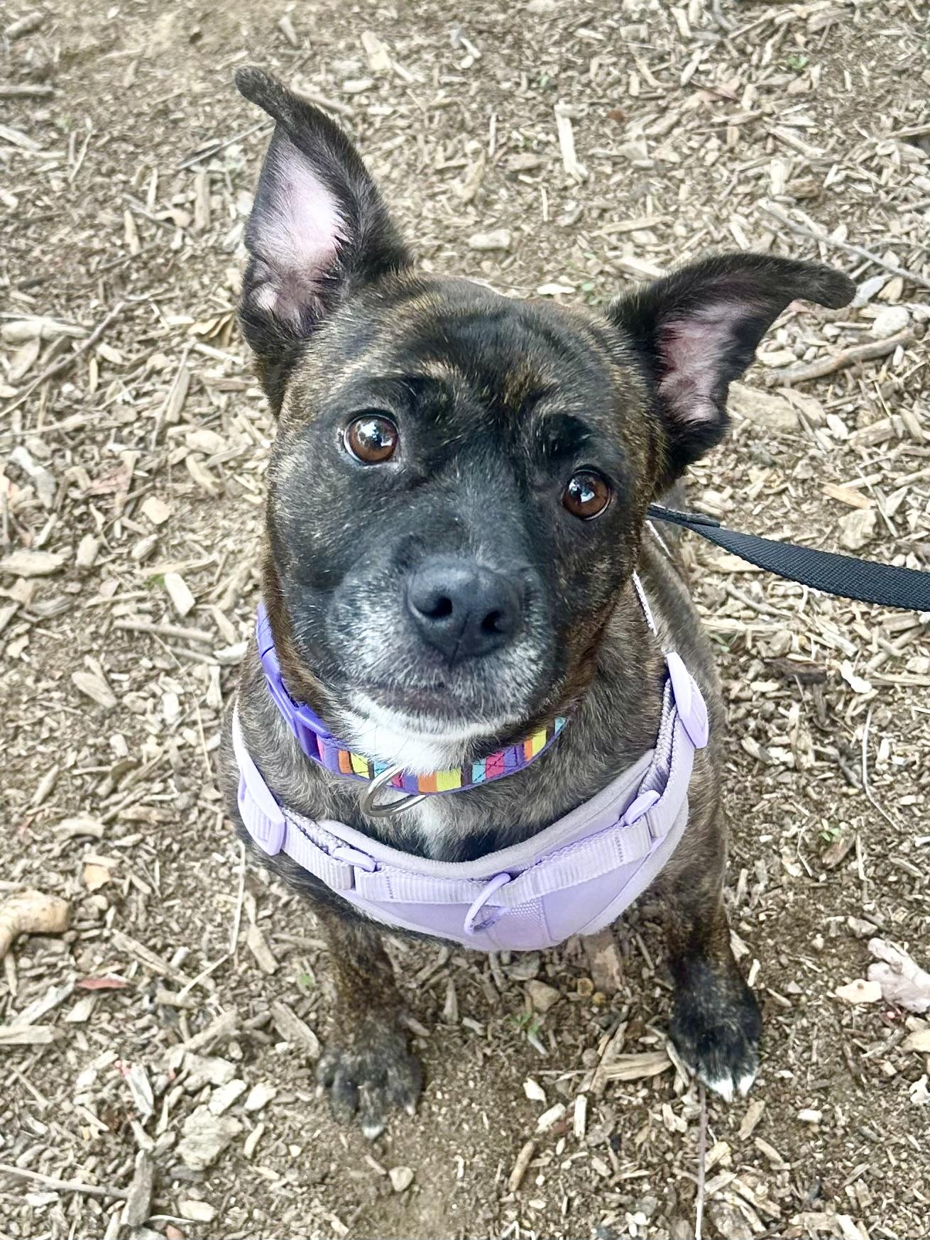 Ditalina, a Adoptable Staffordshire Bull Terrier in Riverside, CA image 1/3