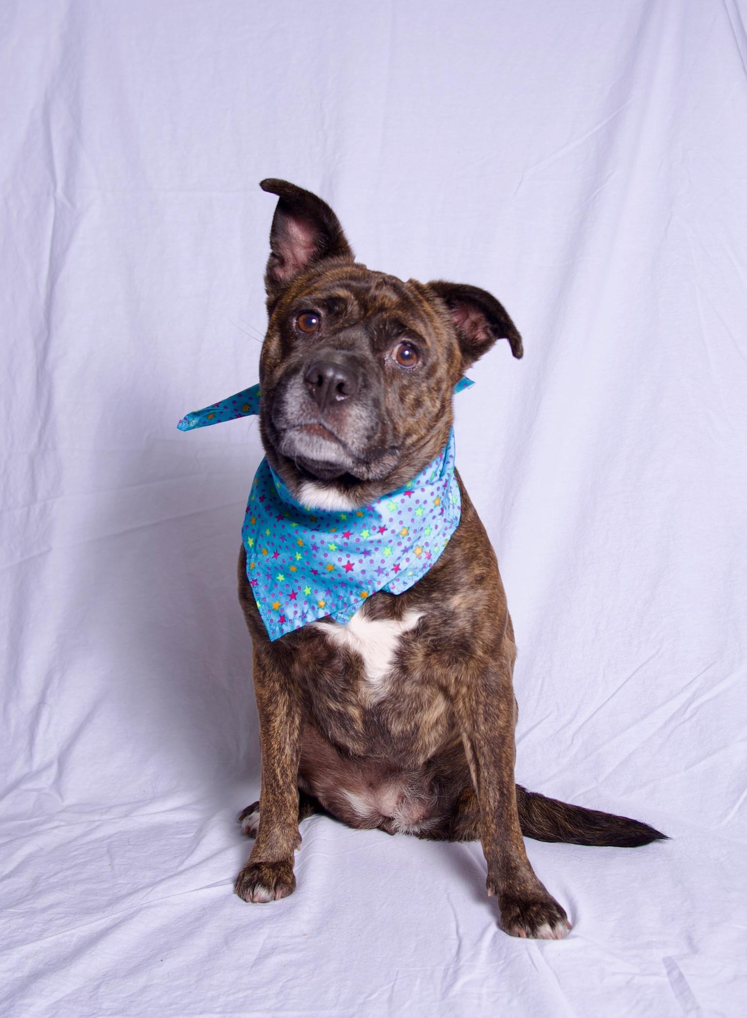 Enlarge Ditalina, a Adoptable Staffordshire Bull Terrier in Riverside, CA image 1/6