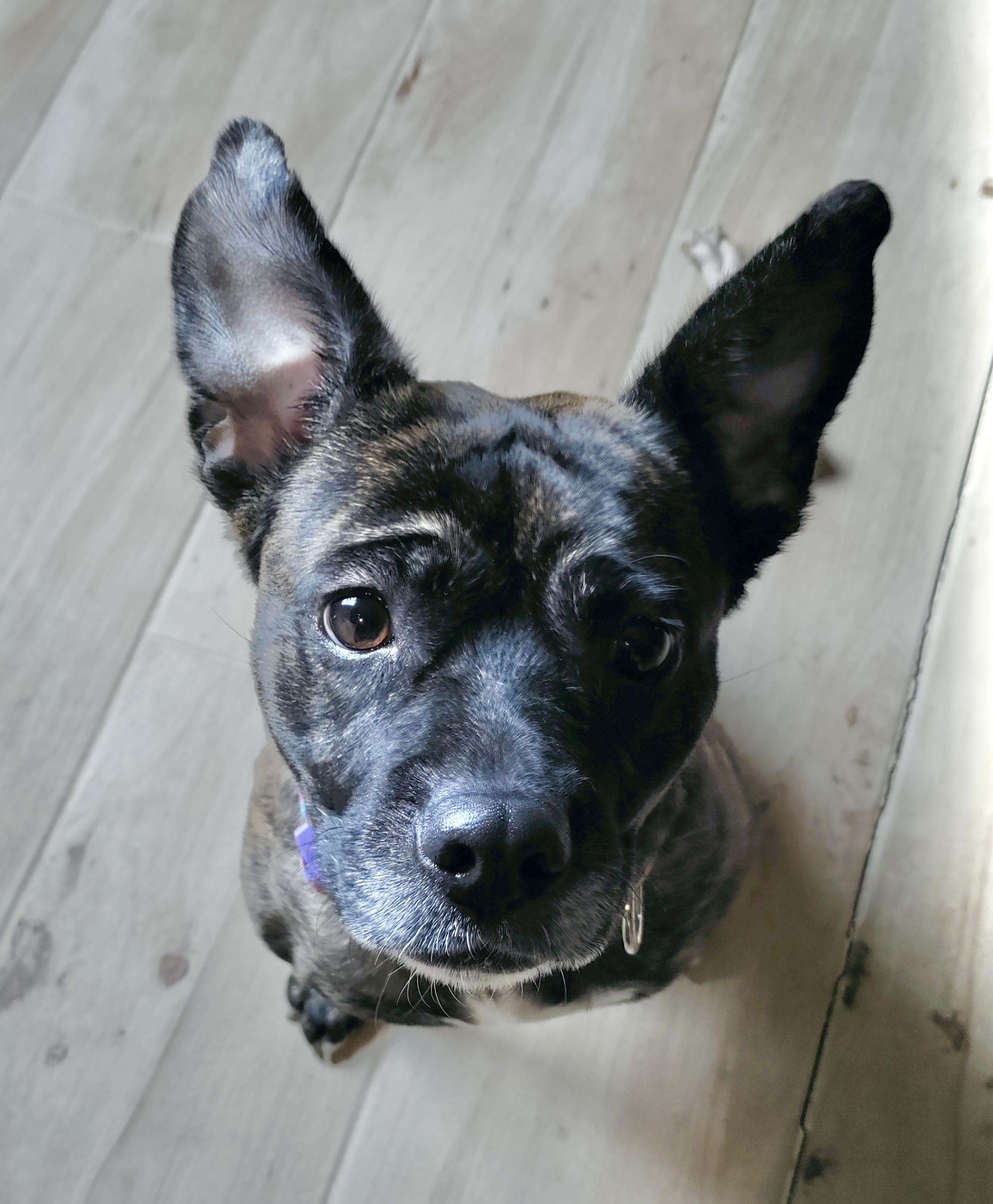 Ditalina, a Adoptable Staffordshire Bull Terrier in Riverside, CA image 3/3