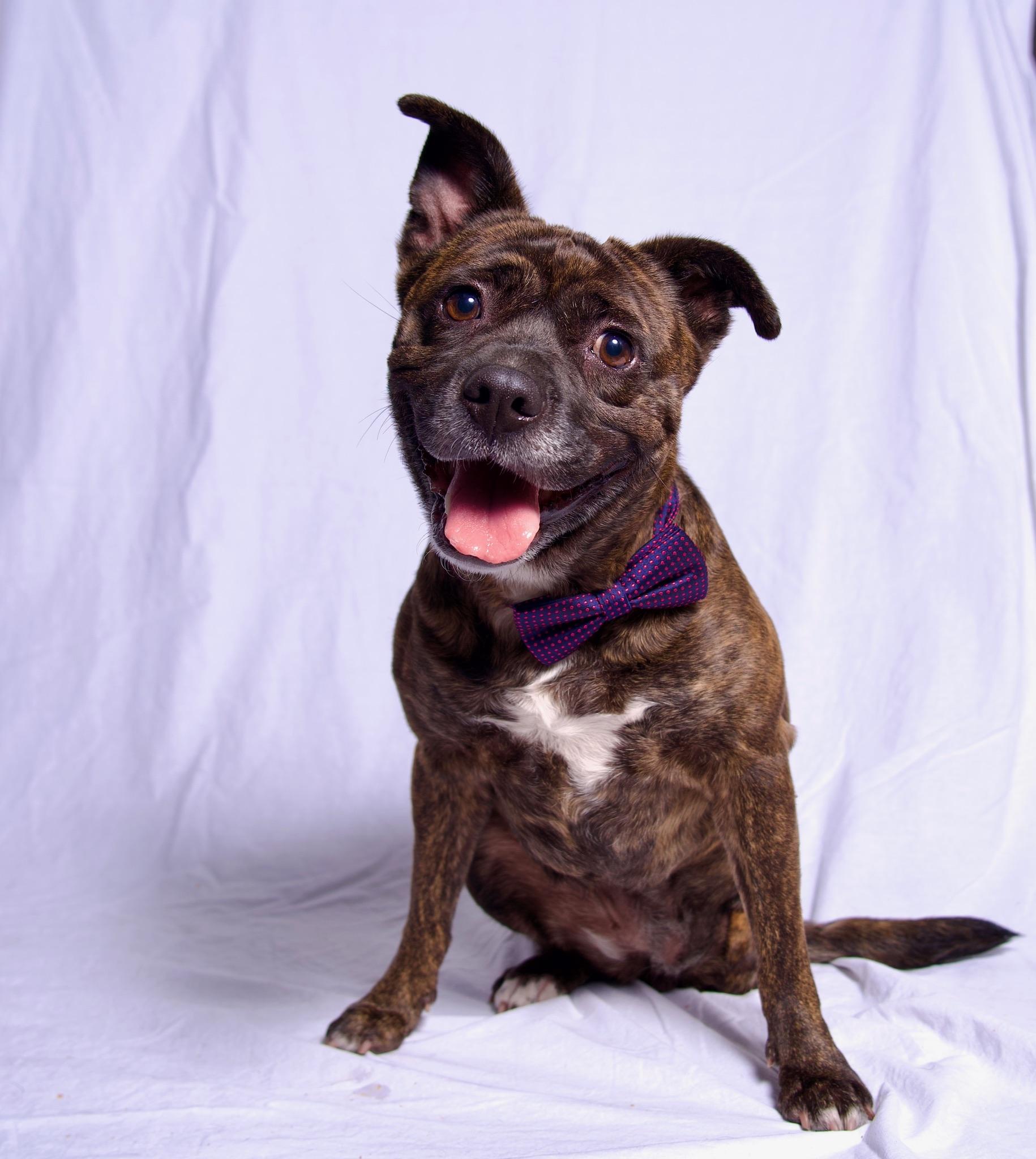 Enlarge Ditalina, a Adoptable Staffordshire Bull Terrier in Riverside, CA image 2/6