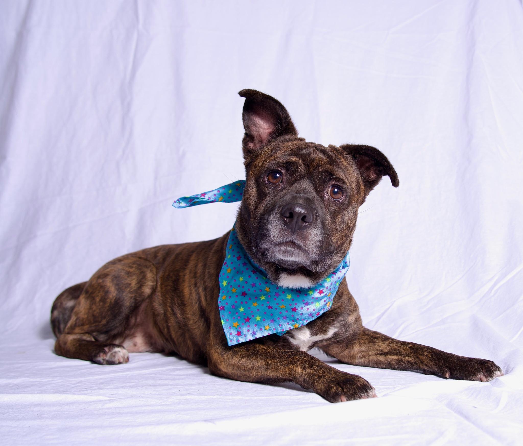 Enlarge Ditalina, a Adoptable Staffordshire Bull Terrier in Riverside, CA image 6/6