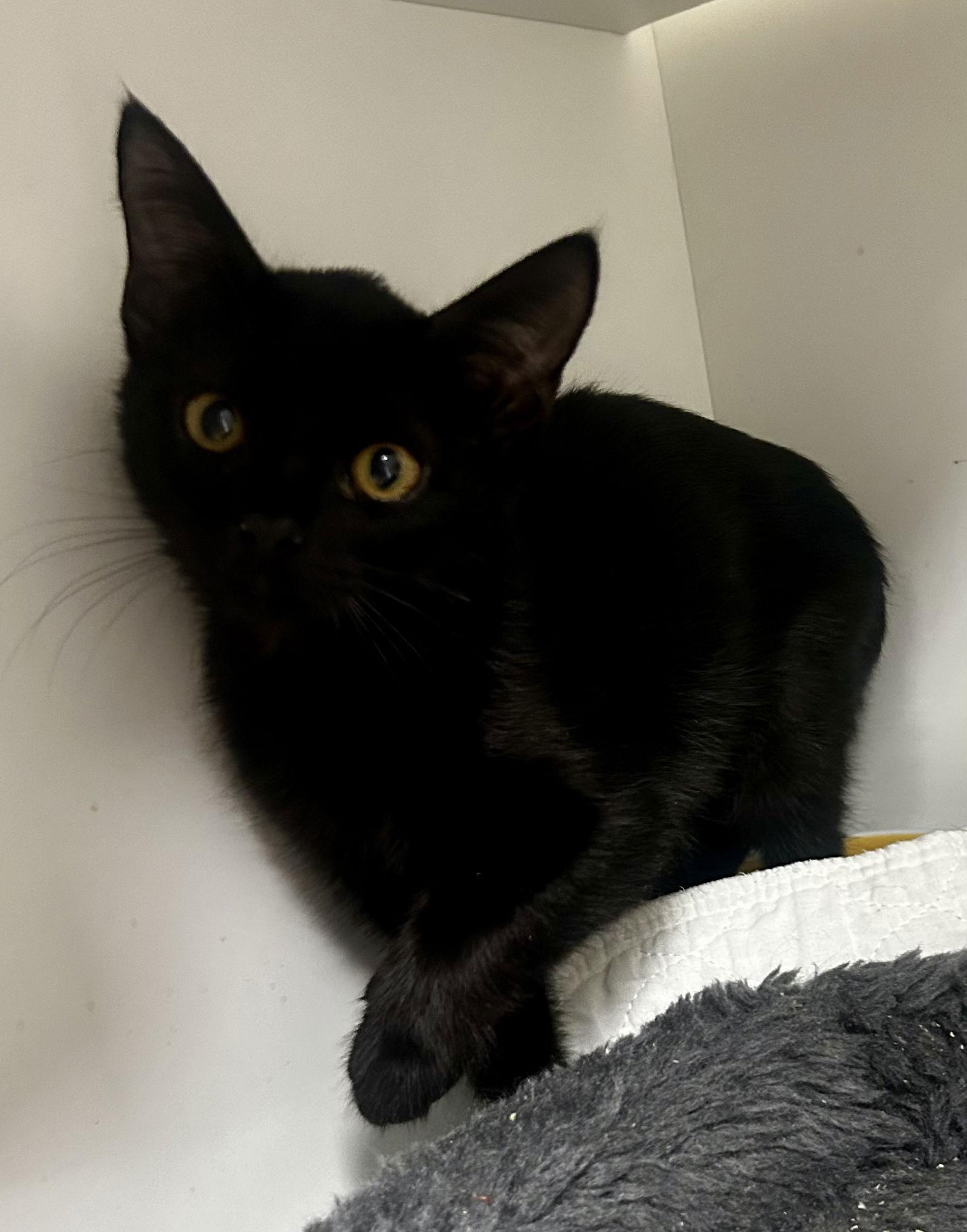 Enlarge Family Feud, a Adoptable Domestic Short Hair in Satellite Beach, FL image 1/1