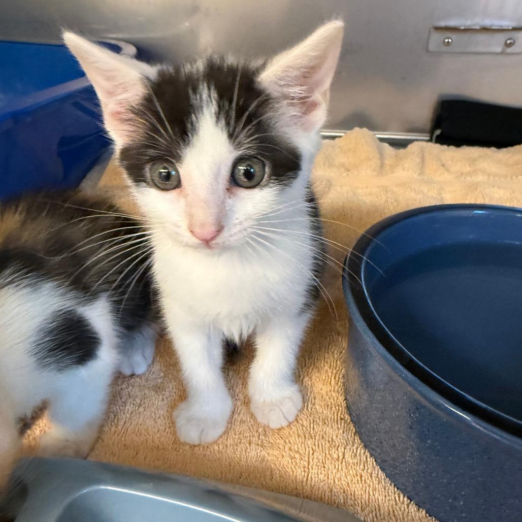 Enlarge Harper, a Adoptable Domestic Short Hair in Lake Panasoffkee, FL image 1/4