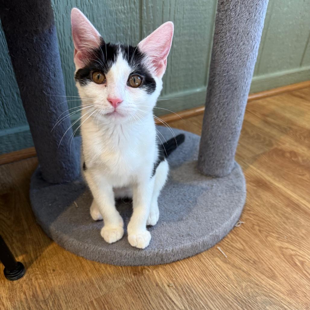Enlarge Harper, a Adoptable Domestic Short Hair in Lake Panasoffkee, FL image 2/4
