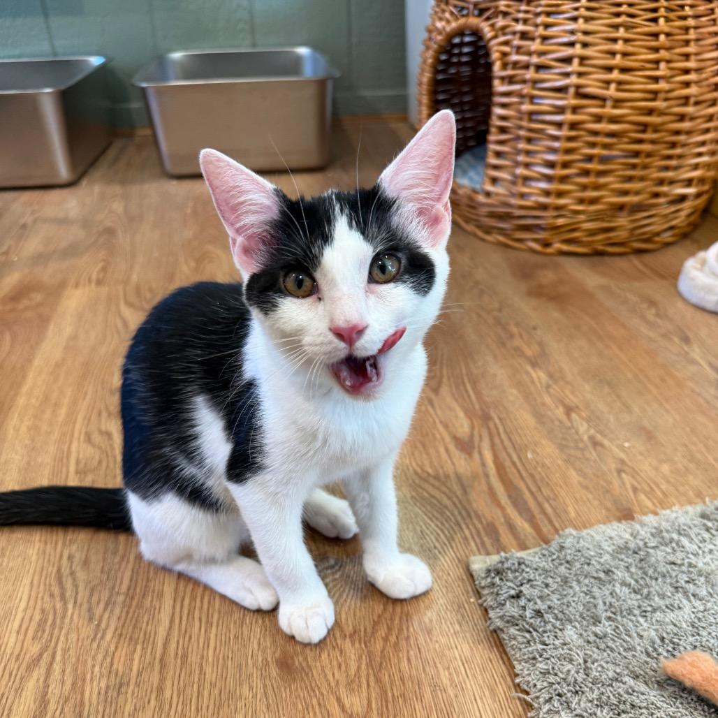 Enlarge Harper, a Adoptable Domestic Short Hair in Lake Panasoffkee, FL image 3/4