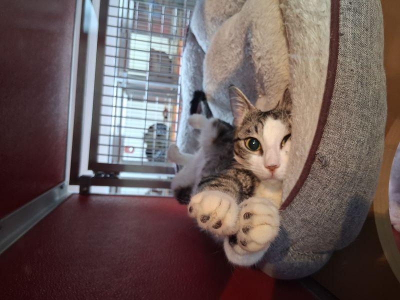 Enlarge Jules, a Adoptable Domestic Short Hair in Lake Havasu City, AZ image 1/3