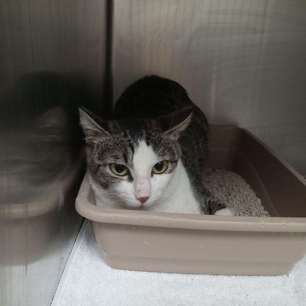 Enlarge Jules, a Adoptable Domestic Short Hair in Lake Havasu City, AZ image 2/3