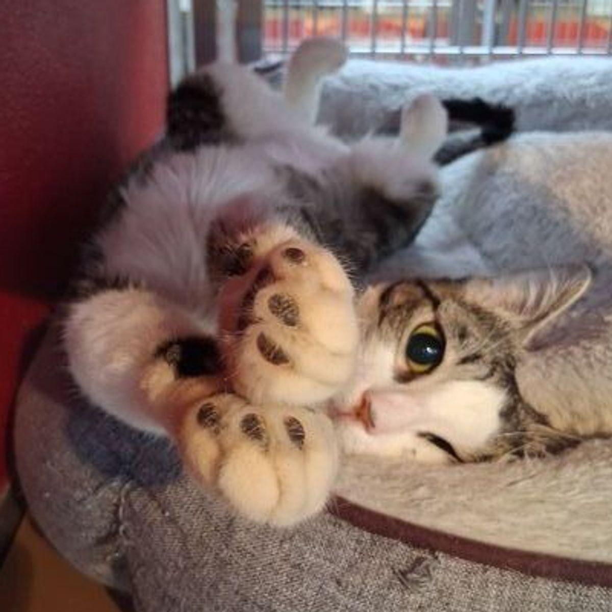 Enlarge Jules, a Adoptable Domestic Short Hair in Lake Havasu City, AZ image 3/3