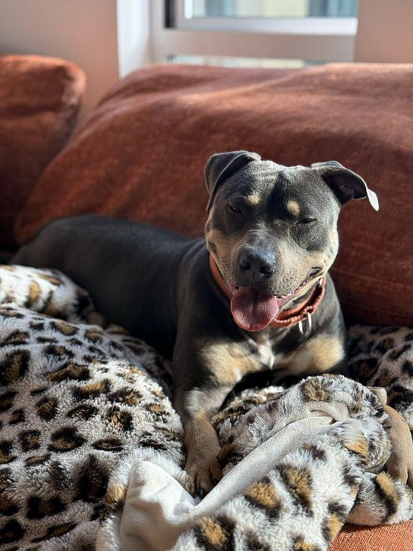 Lilah, an adoptable mixed breed in Berkeley, CA image 6/6