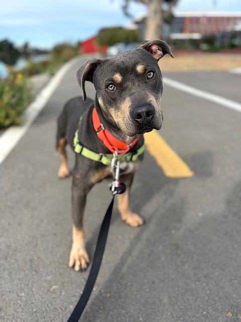 Enlarge Lilah, a Adoptable mixed breed in Berkeley, CA image 3/6