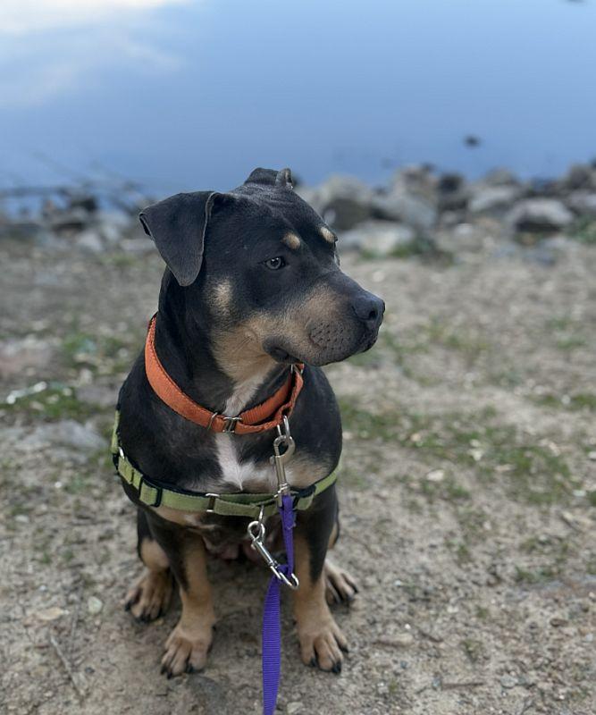 Lilah, an adoptable mixed breed in Berkeley, CA image 4/6