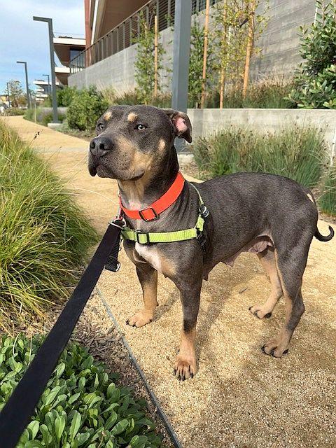 Enlarge Lilah, a Adoptable mixed breed in Berkeley, CA image 4/6