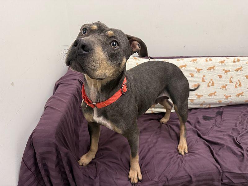 Lilah, Adoptable, Young Female Pit Bull Terrier.