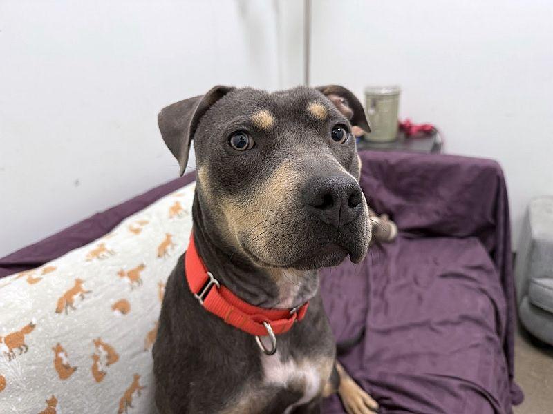 Enlarge Lilah, a Adoptable mixed breed in Berkeley, CA image 5/6