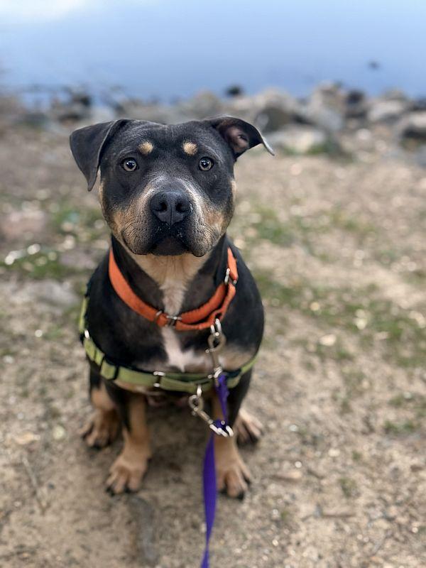 Lilah, an adoptable mixed breed in Berkeley, CA image 3/6