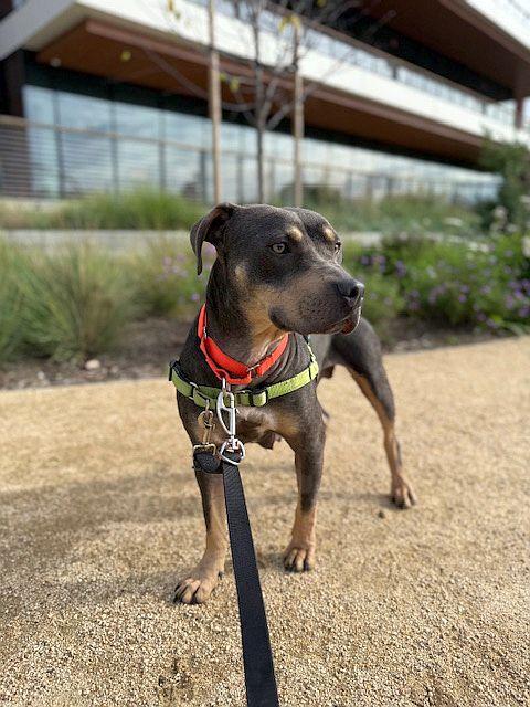 Enlarge Lilah, a Adoptable mixed breed in Berkeley, CA image 6/6