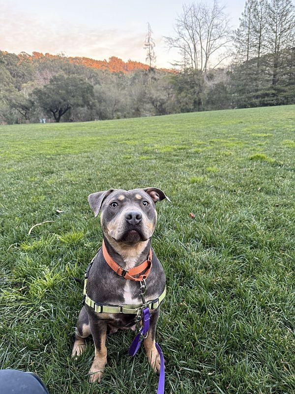 Lilah, an adoptable mixed breed in Berkeley, CA image 5/6