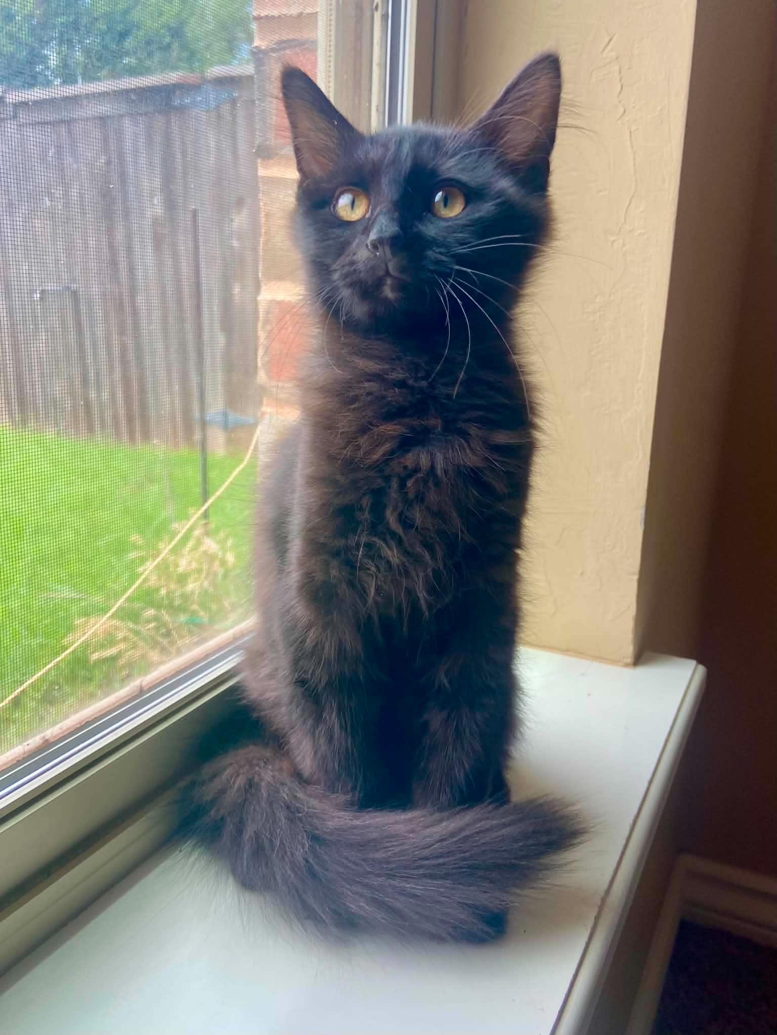 Boone, adoptable, Young Male Domestic Long Hair.