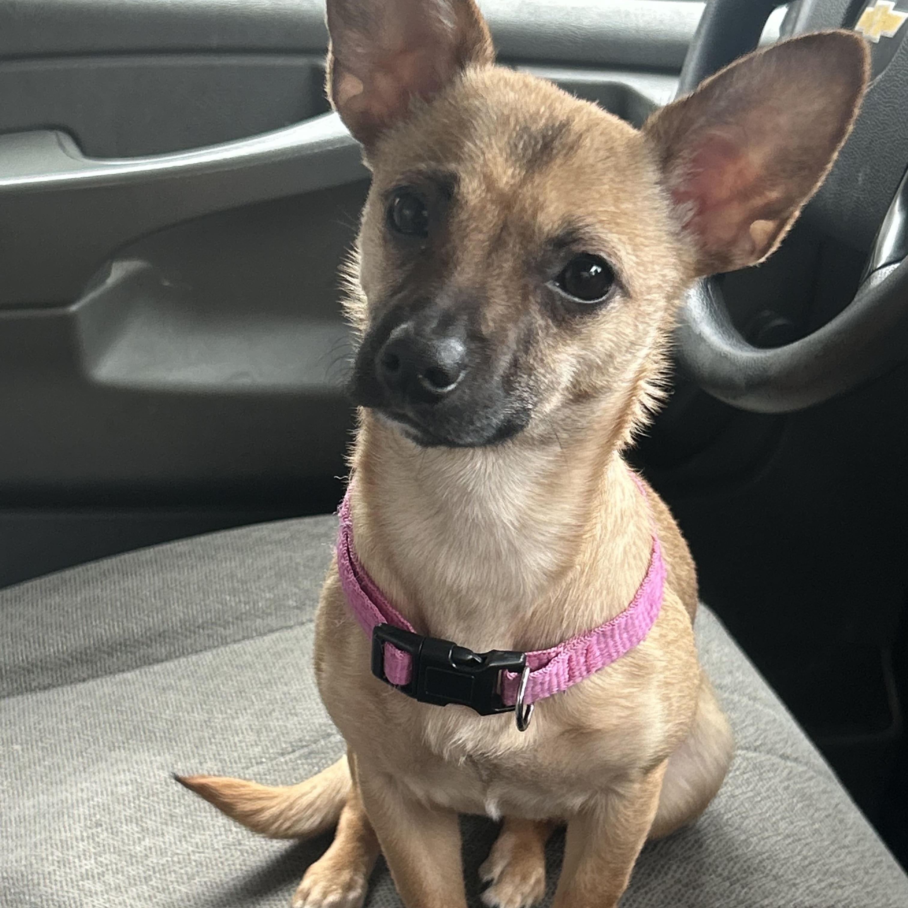 Blaze. ADOPT PENDING, Young Female Chihuahua