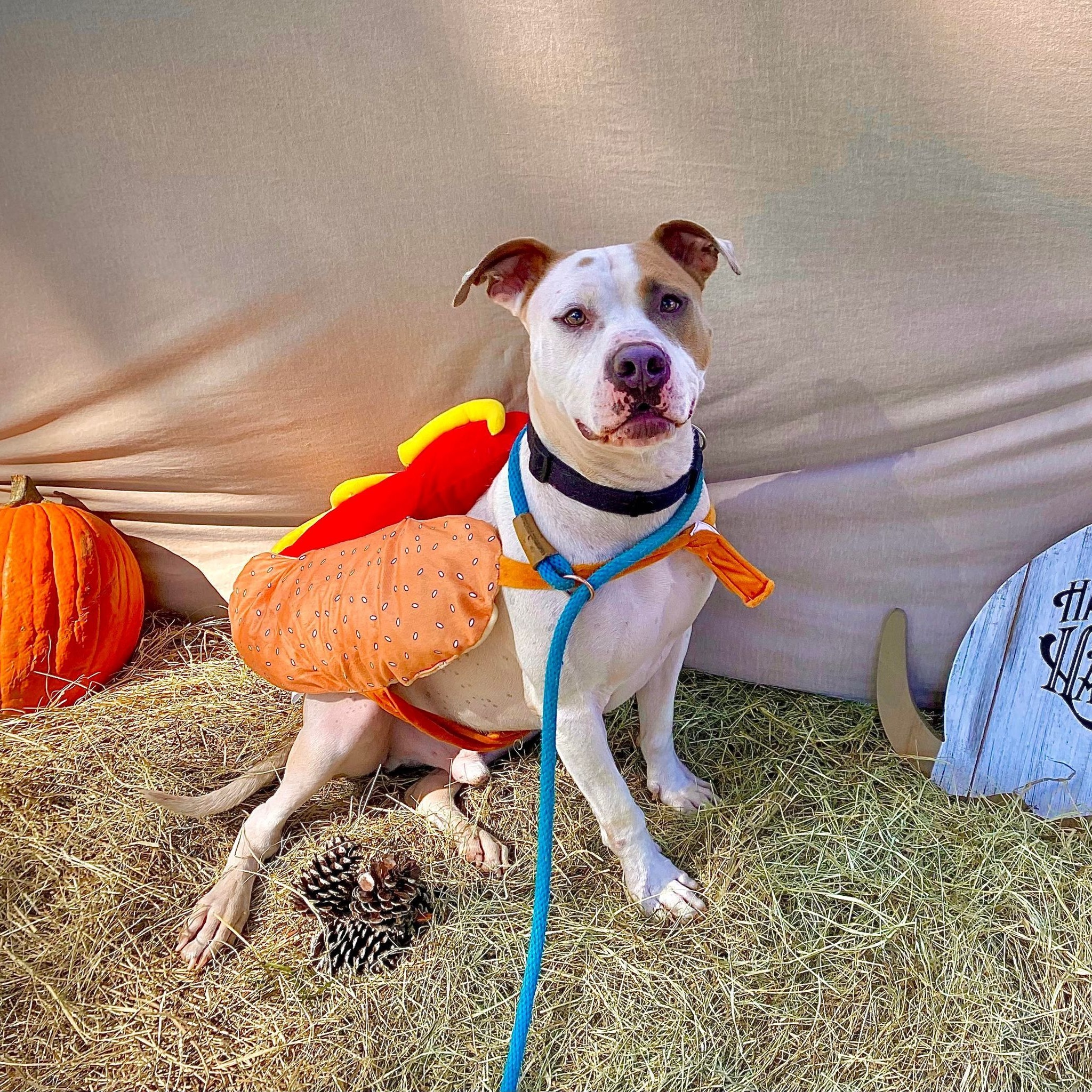 Hercules, a Adoptable mixed breed in Willis, TX image 4/5