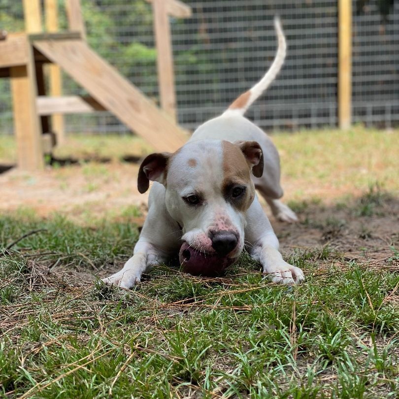 Hercules, a Adoptable mixed breed in Willis, TX image 2/5