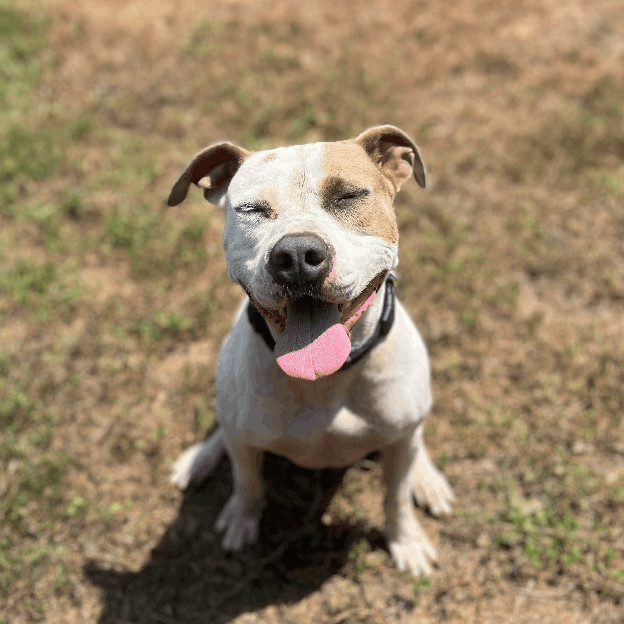 Hercules, a Adoptable mixed breed in Willis, TX image 1/5