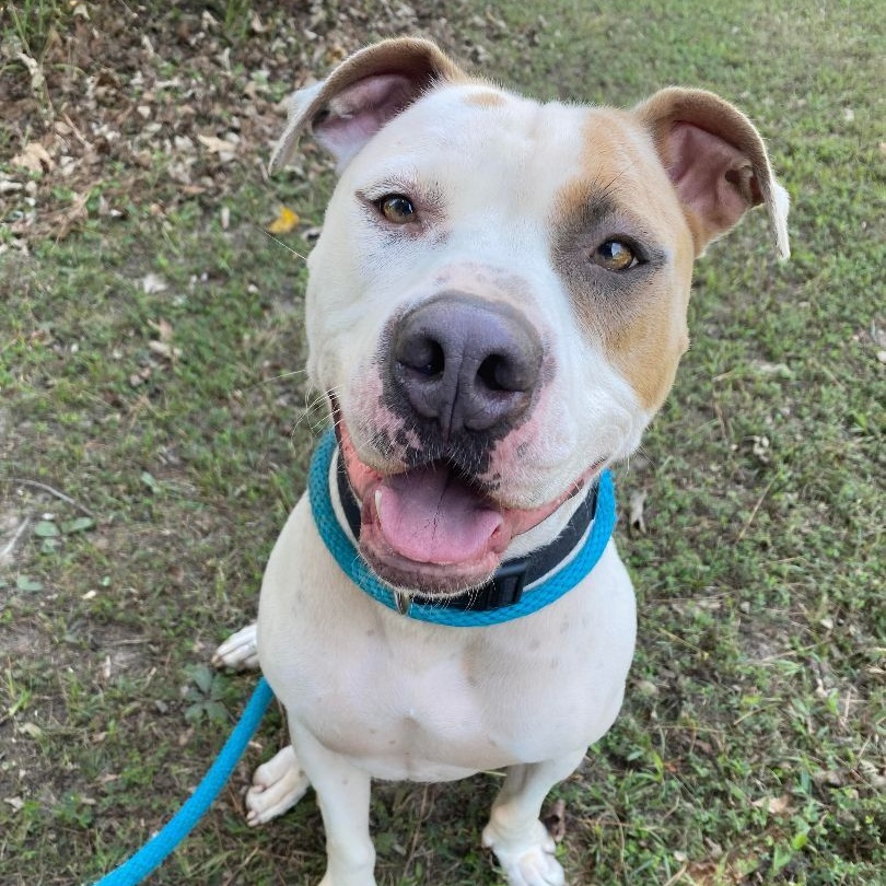 Hercules, a Adoptable mixed breed in Willis, TX image 3/5