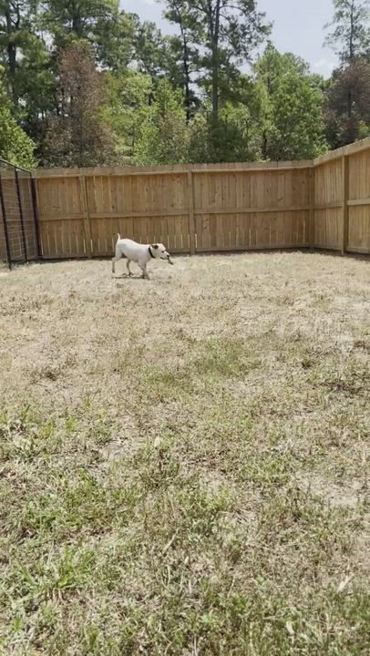 Enlarge Hercules, a Adoptable mixed breed in Willis, TX video 5/5