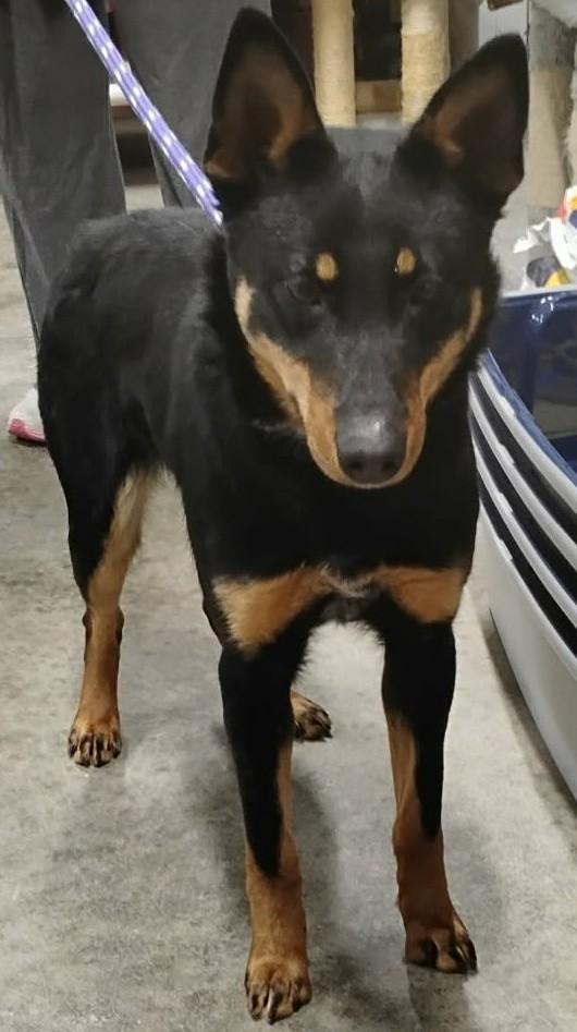 Enlarge Kora, a ADOPTABLE mixed breed in Elizabeth, IL image 2/3