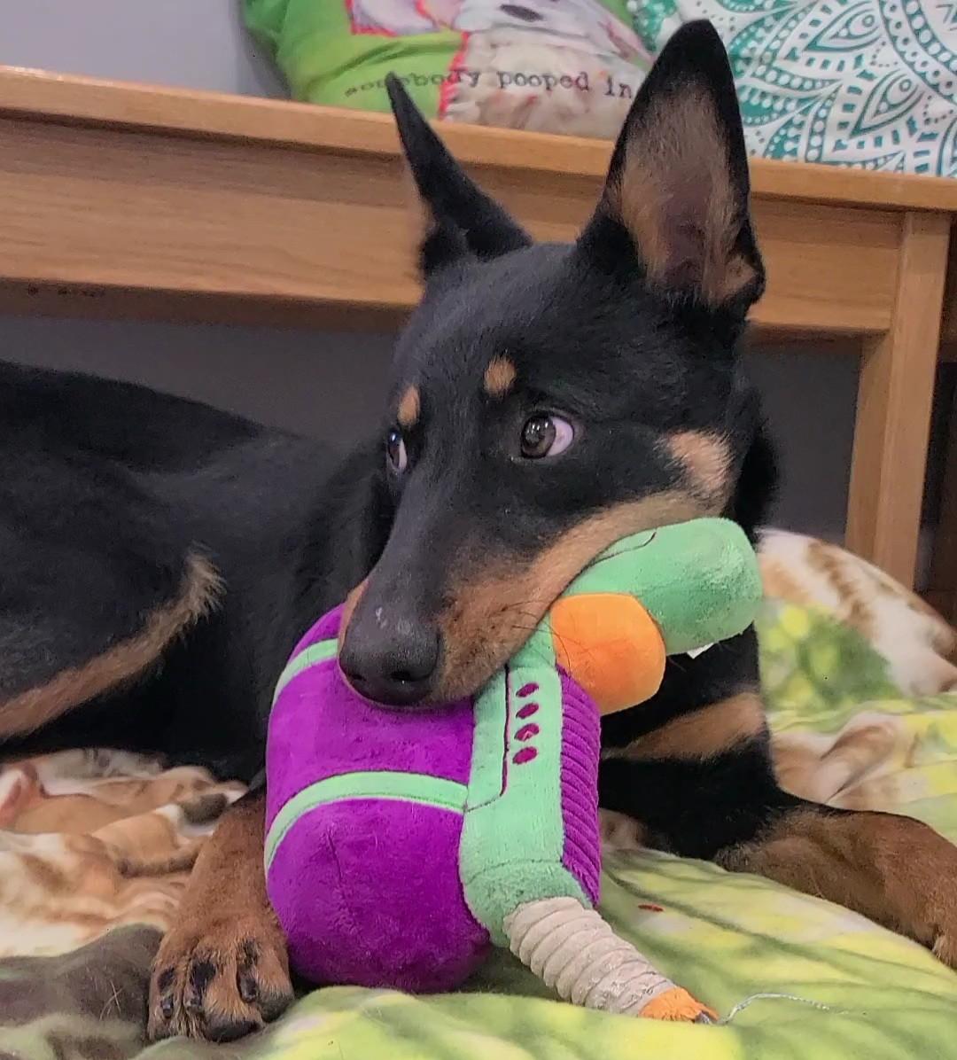 Enlarge Kora, a ADOPTABLE mixed breed in Elizabeth, IL image 3/3