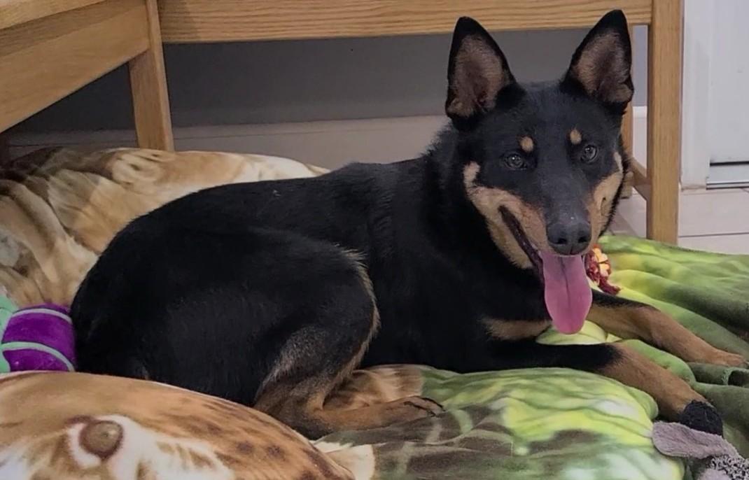 Enlarge Kora, a ADOPTABLE mixed breed in Elizabeth, IL image 1/3