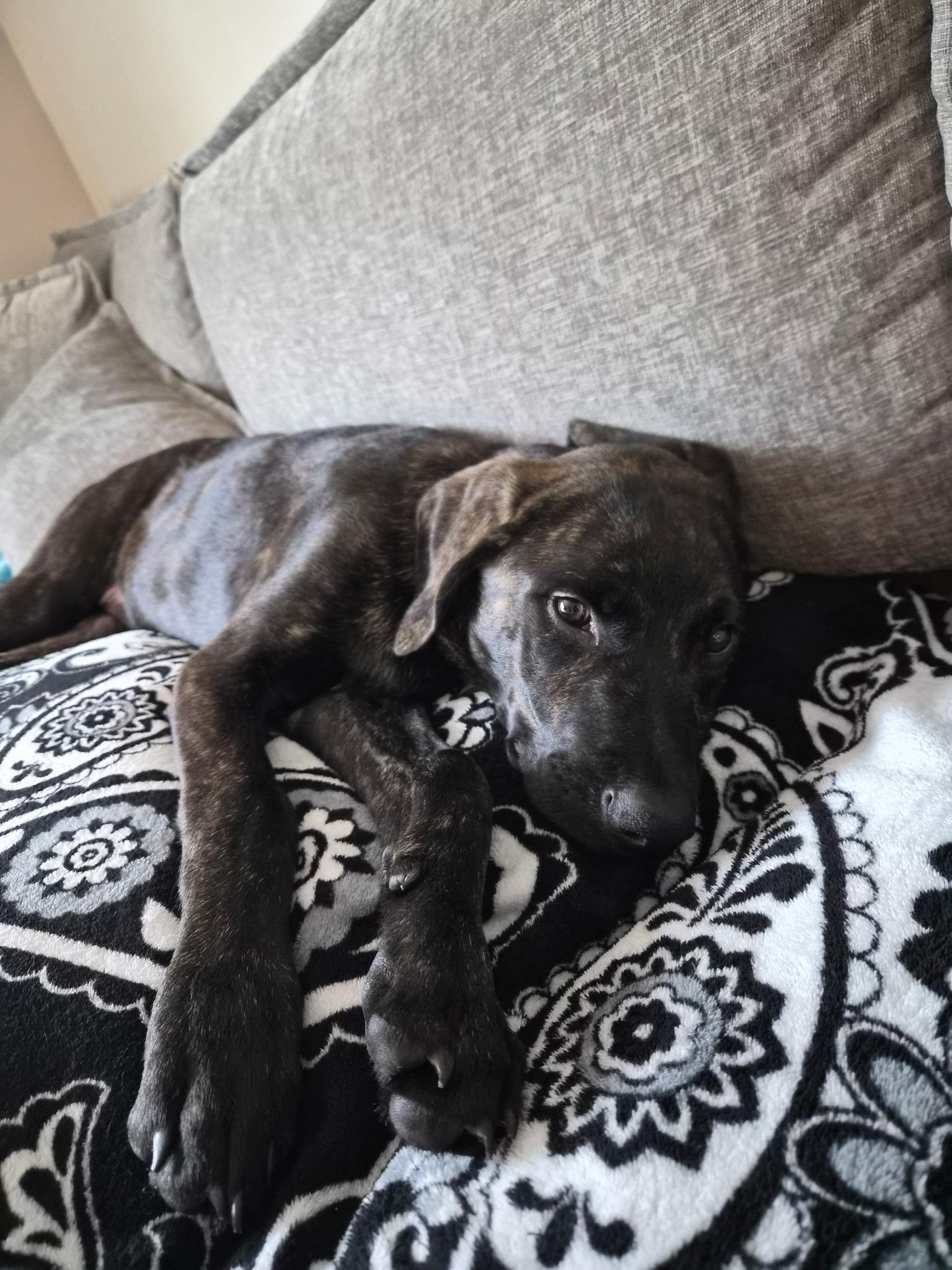 Enlarge R-Odin, a Adoptable mixed breed in Oviedo, FL image 2/3