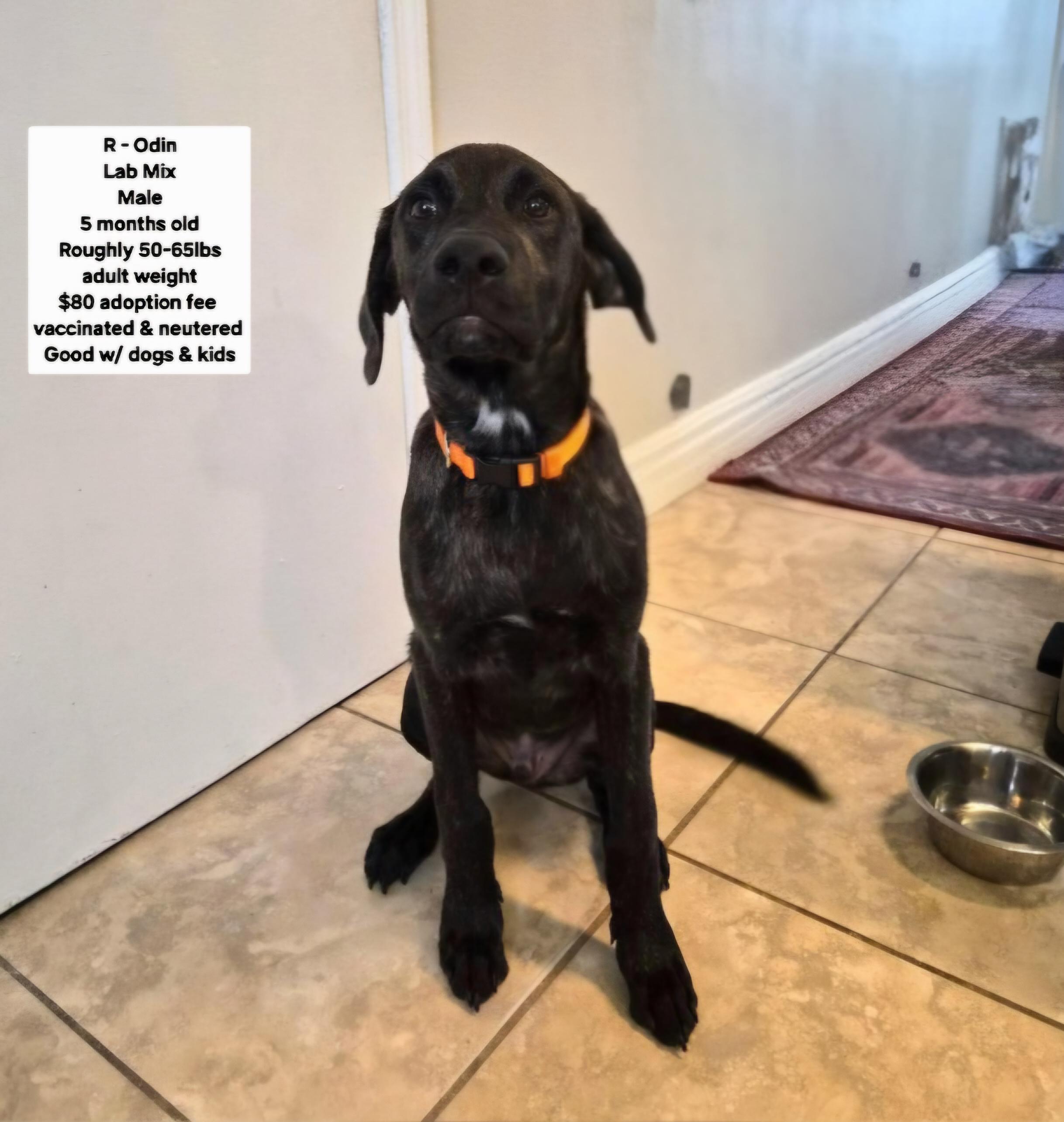 R-Odin, Adoptable, Puppy Male Labrador Retriever.