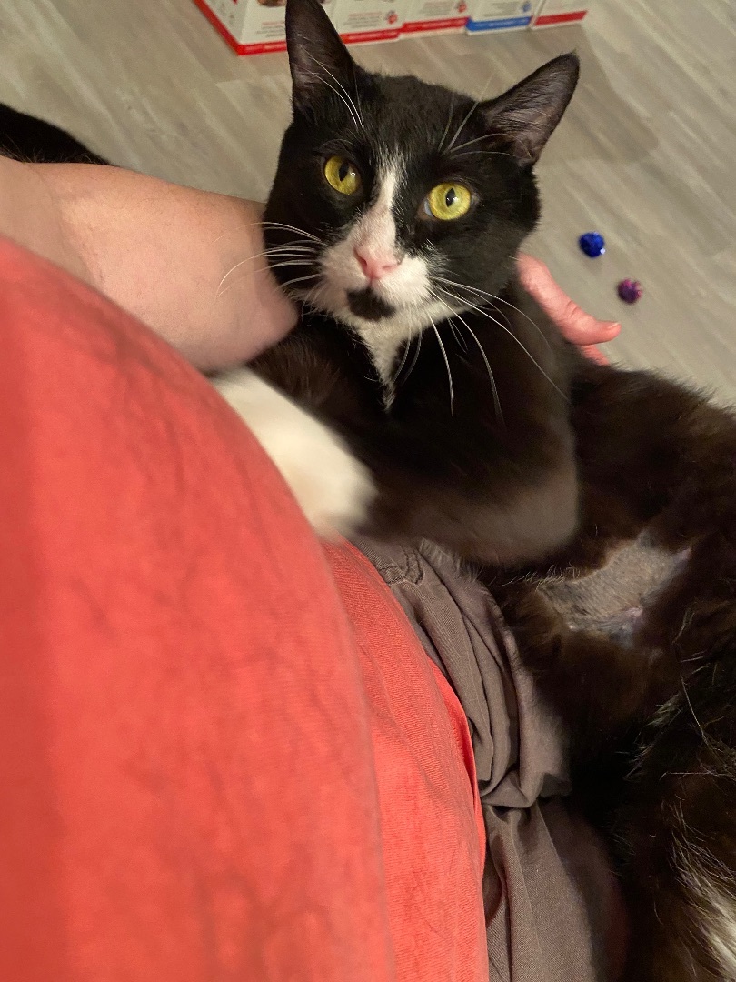 Enlarge Guido, a Adopted Tuxedo in Westland, MI image 1/5