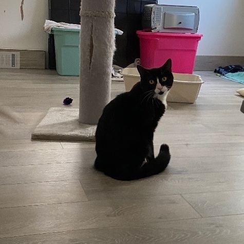 Enlarge Guido, a Adopted Tuxedo in Westland, MI image 2/5