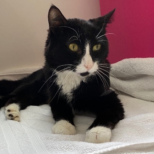 Enlarge Guido, a Adopted Tuxedo in Westland, MI image 3/5