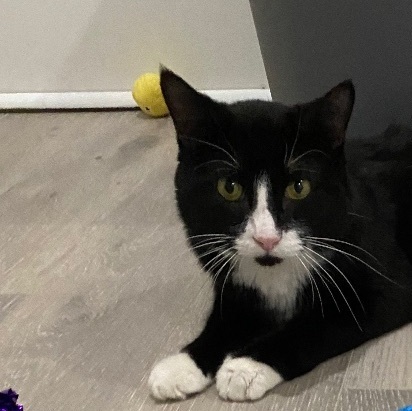 Enlarge Guido, a Adopted Tuxedo in Westland, MI image 4/5