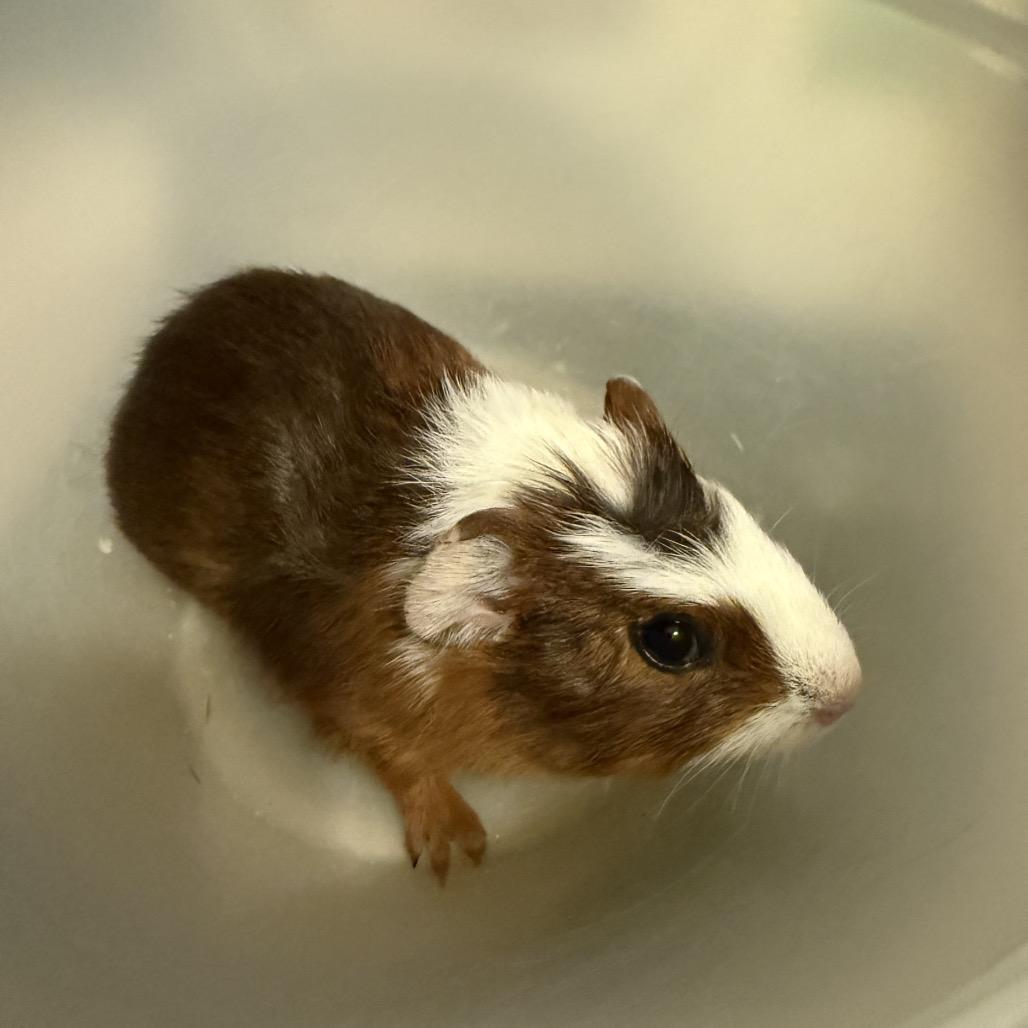 Enlarge Flynn, a Adoptable Guinea Pig in Las Vegas, NV image 1/2