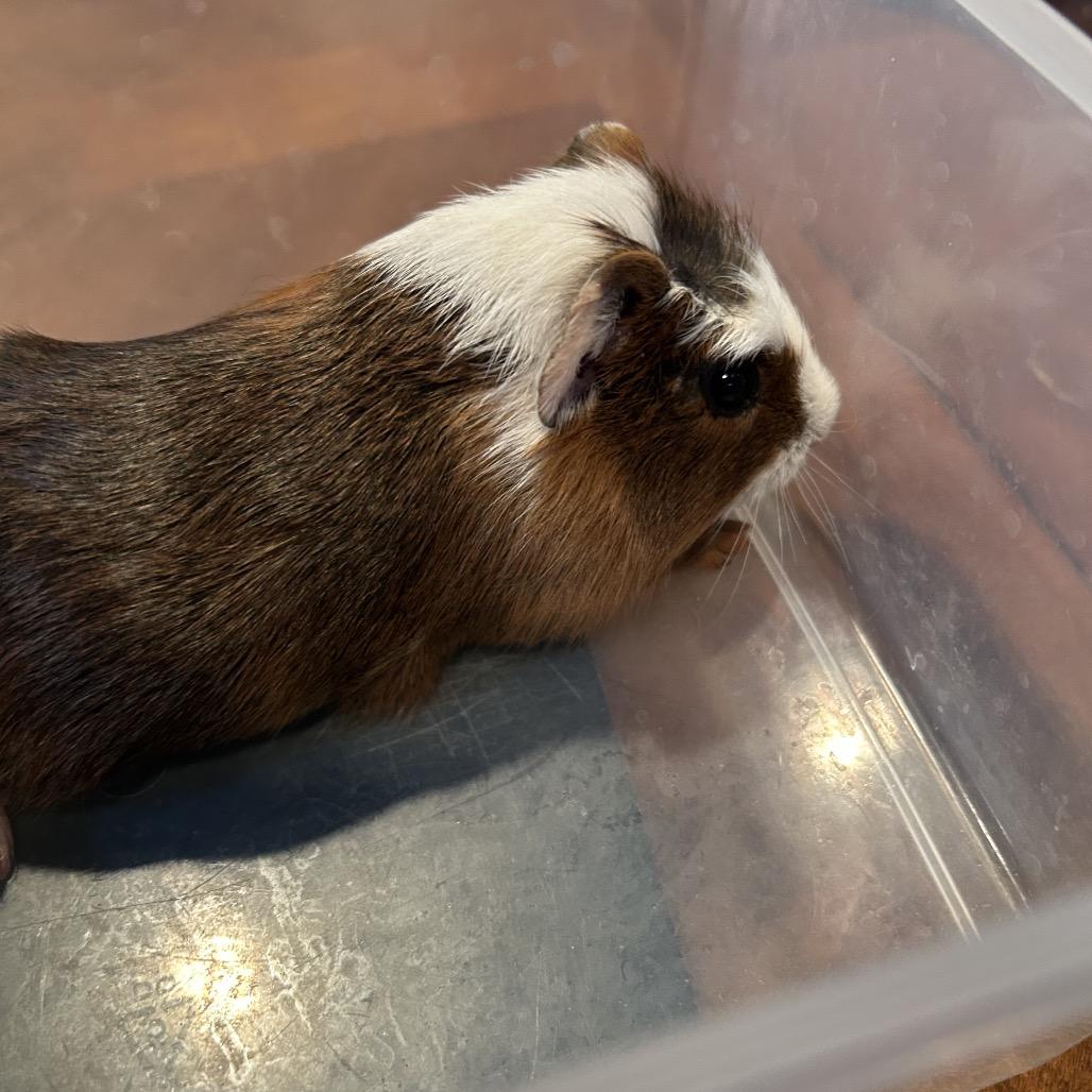 Enlarge Flynn, a Adoptable Guinea Pig in Las Vegas, NV image 2/2