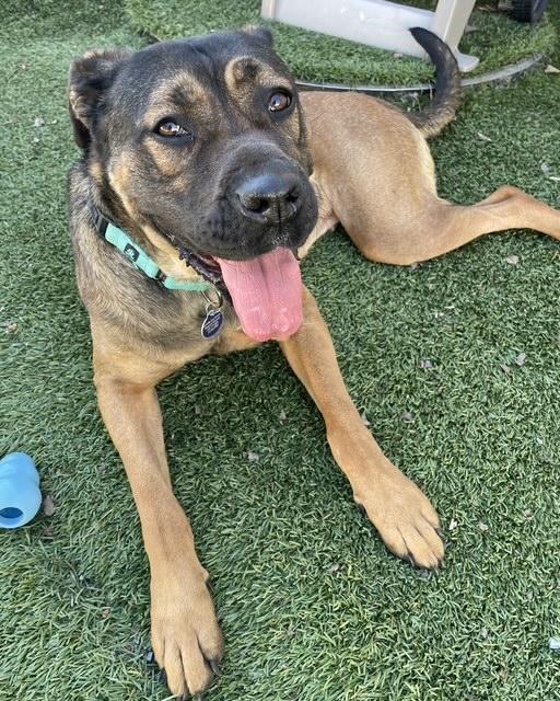 Madalyn, a Adoptable mixed breed in Roswell, GA image 2/3