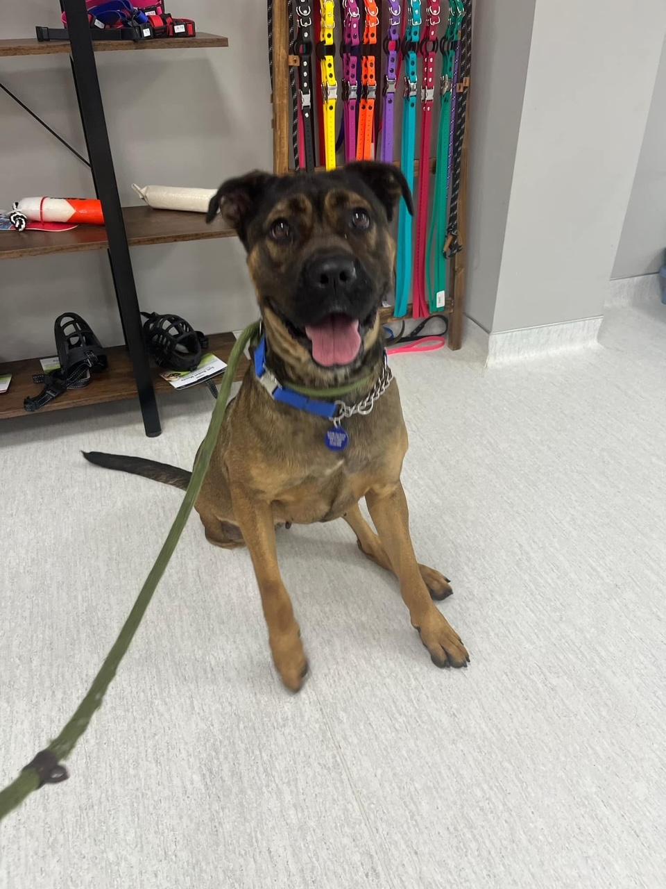 Madalyn, a Adoptable mixed breed in Roswell, GA image 3/3