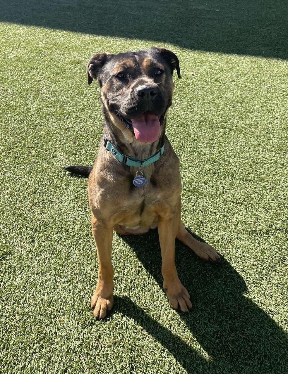 Madalyn, Adoptable, Adult Female Shepherd & Boxer.