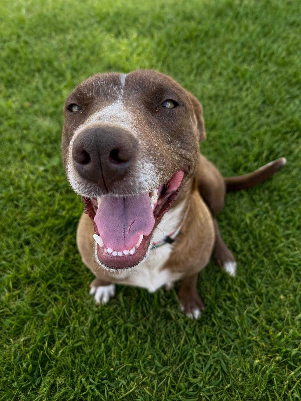 Enlarge Mocha, an adopted mixed breed in Hinton, OK image 1/5