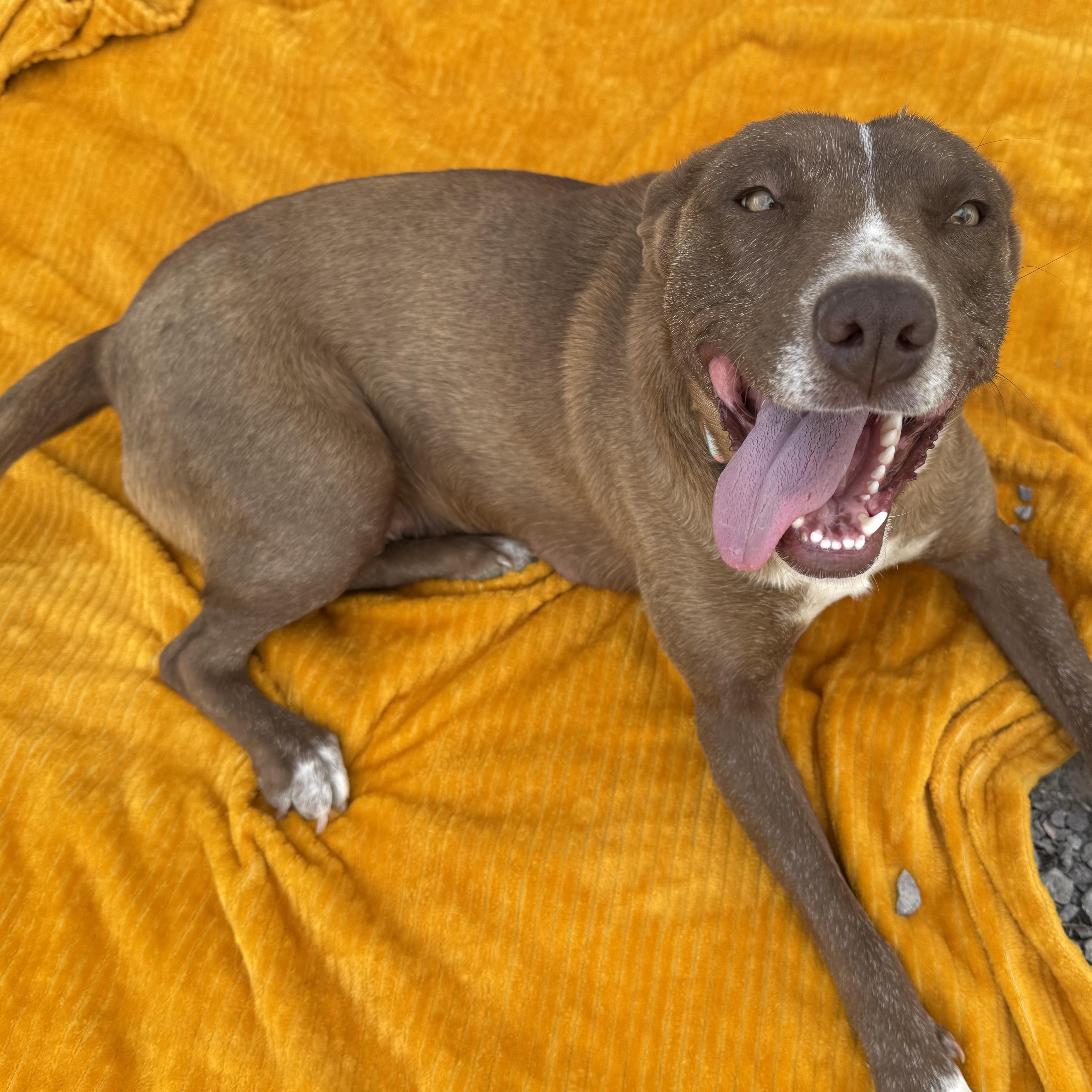 Enlarge Mocha, an adopted mixed breed in Hinton, OK image 4/5