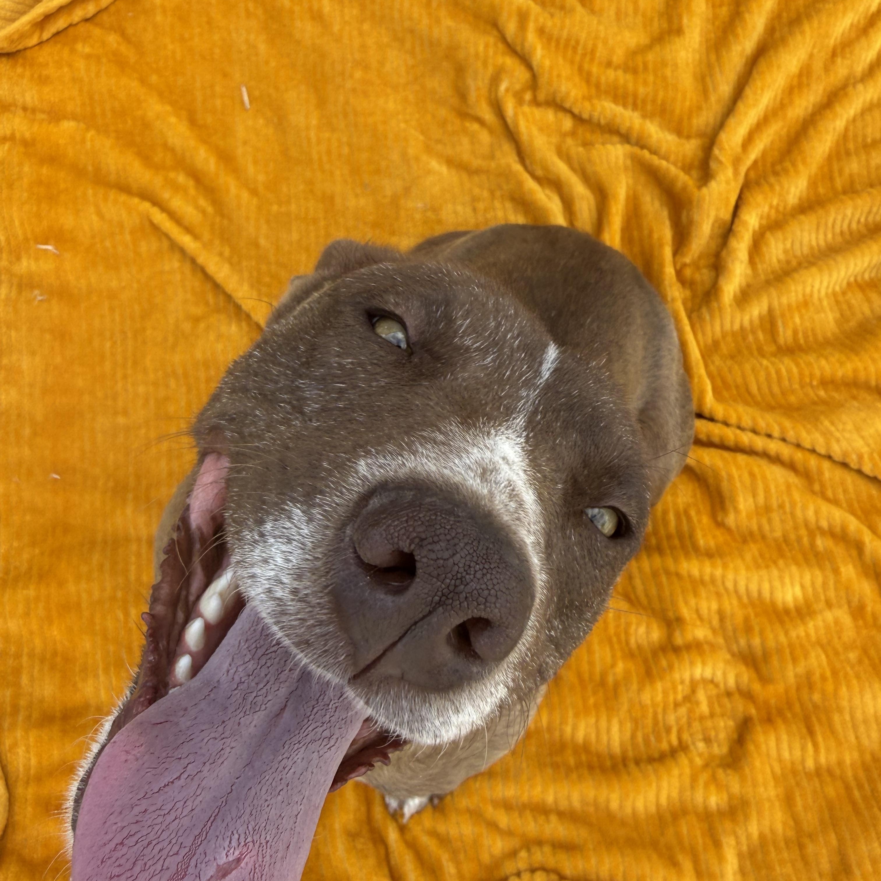 Enlarge Mocha, an adopted mixed breed in Hinton, OK image 2/5
