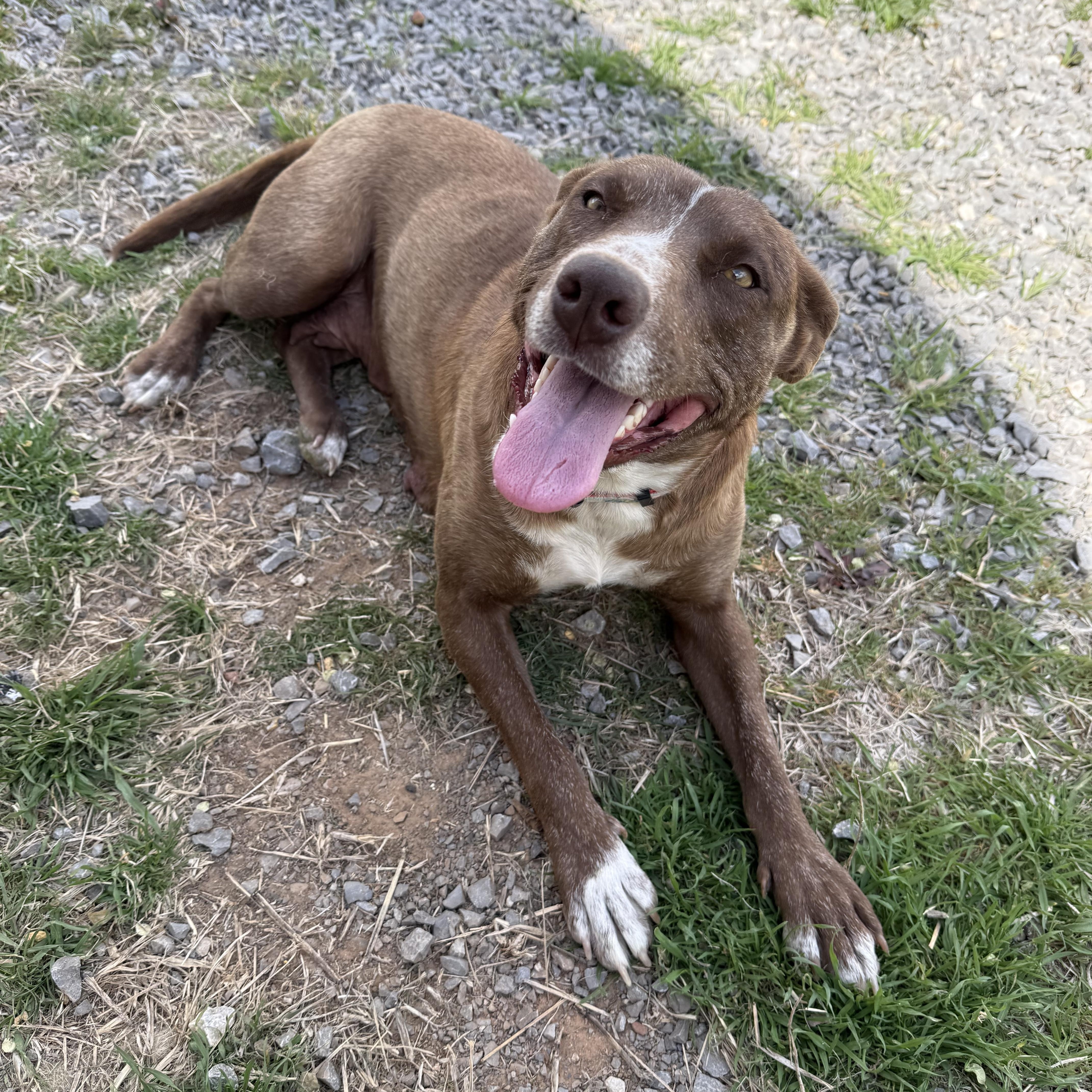 Enlarge Mocha, an adopted mixed breed in Hinton, OK image 5/5