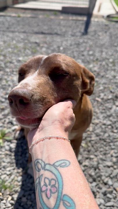 Enlarge Mocha, an adopted mixed breed in Hinton, OK video 3/5