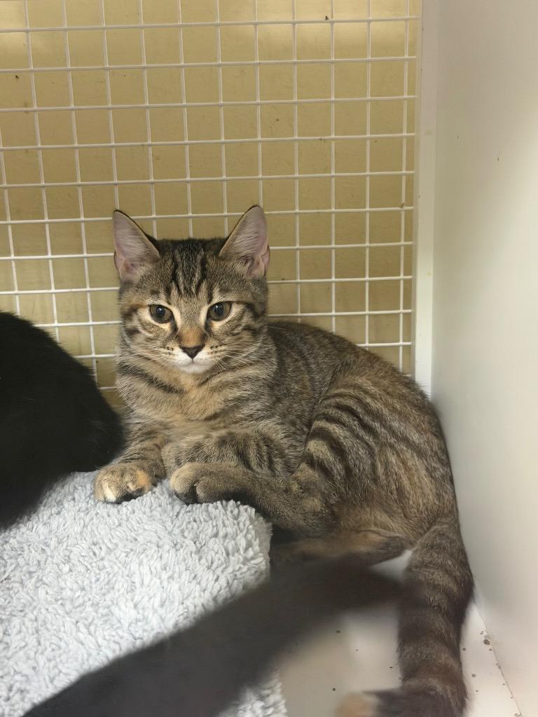 Brisket, Adoptable, Kitten Female Domestic Short Hair.